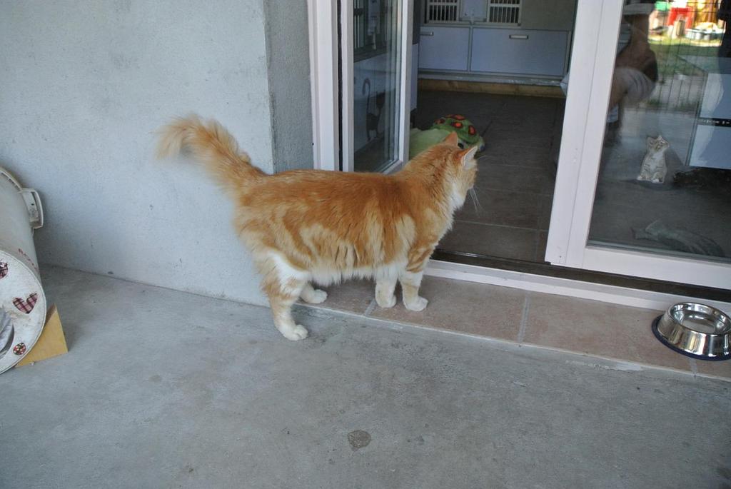 votre-pension-pour-chiens-et-chats-m-rignac-chenil-bellevue