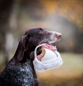 votre-pension-pour-chiens-et-chats-m-rignac-chenil-bellevue